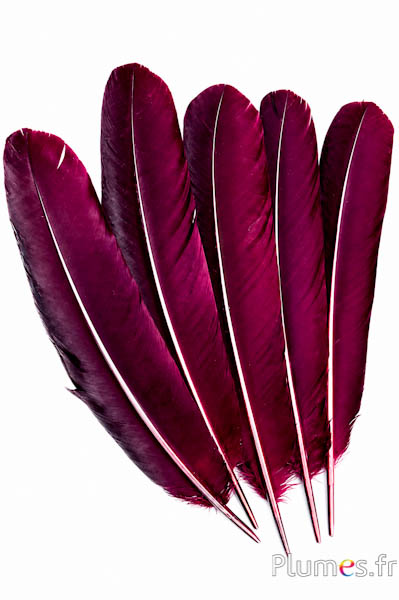 Pfau blau - 30-40 cm - bordeaux-braun